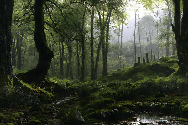 Papier Peint Panoramique Forêt Brumeuse - La Vallée des Mousses