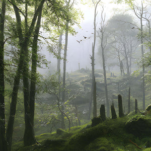 Papier Peint Panoramique Forêt Brumeuse - La Vallée des Mousses